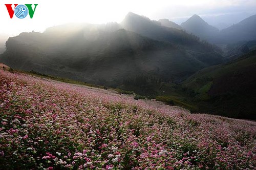 Buckwheat flowers blossom in Si Ma Cai - ảnh 6